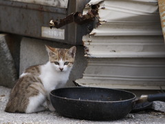 僕のご飯はまだですか？