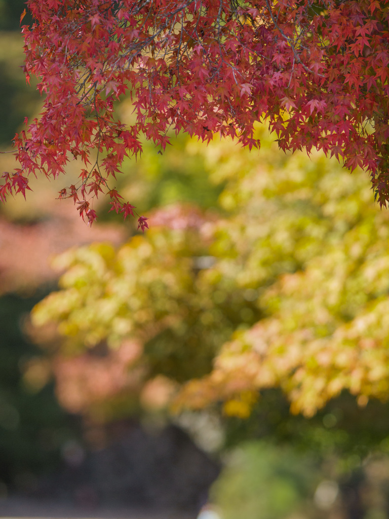 紅葉