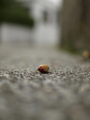路傍のつぼみ