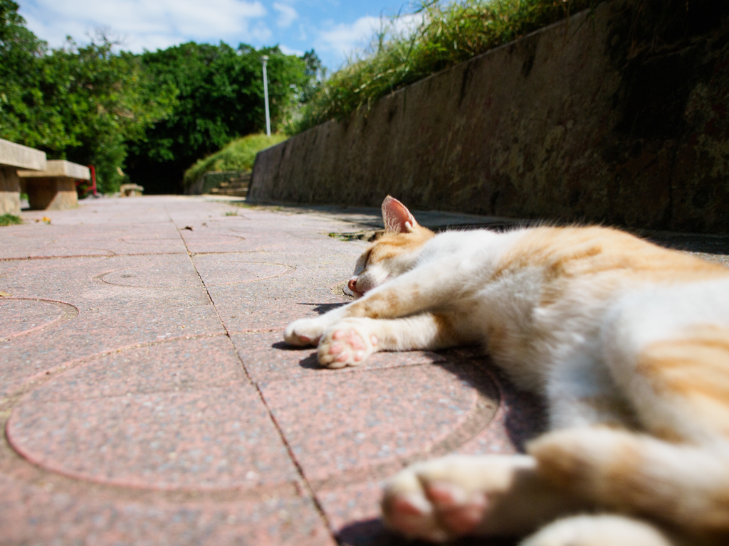 猫道とは寝ることと見つけたり