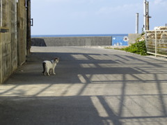 海とネコ