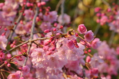 pinky