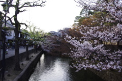 倉敷美観地区の桜2013