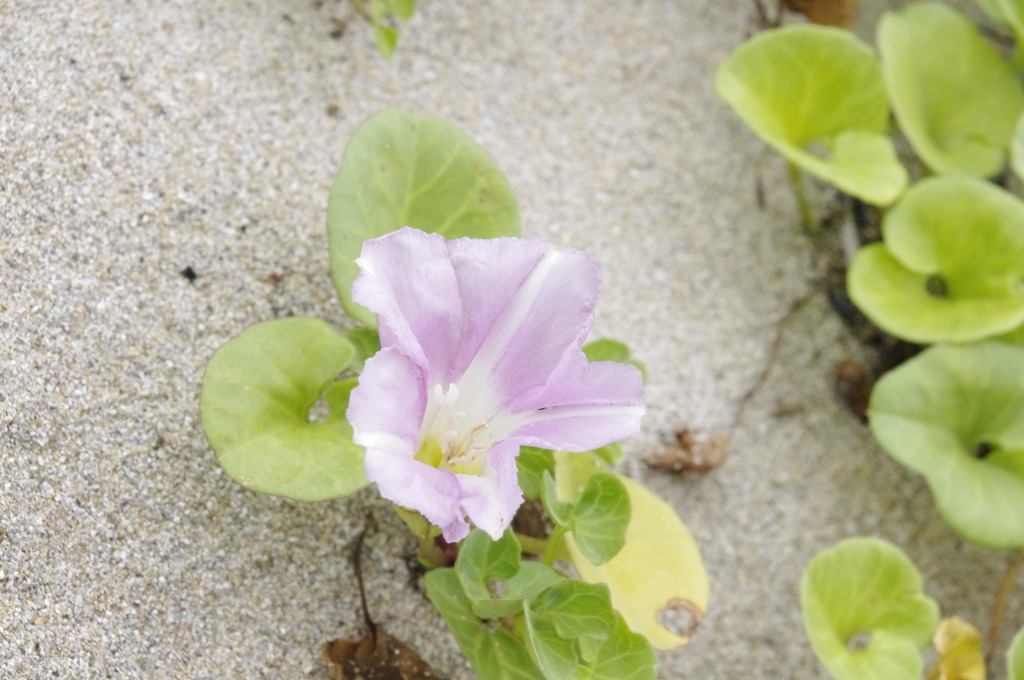 なんの花？