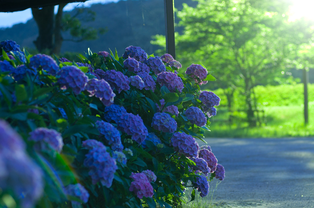 紫陽花ご就寝