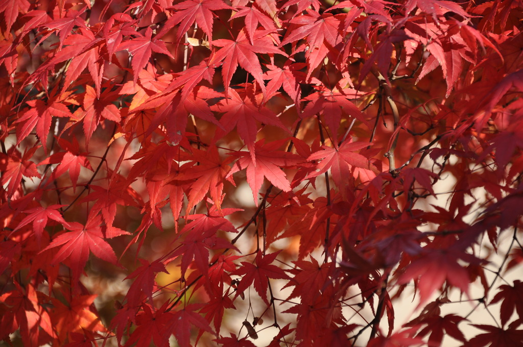 夕日を浴びる紅葉