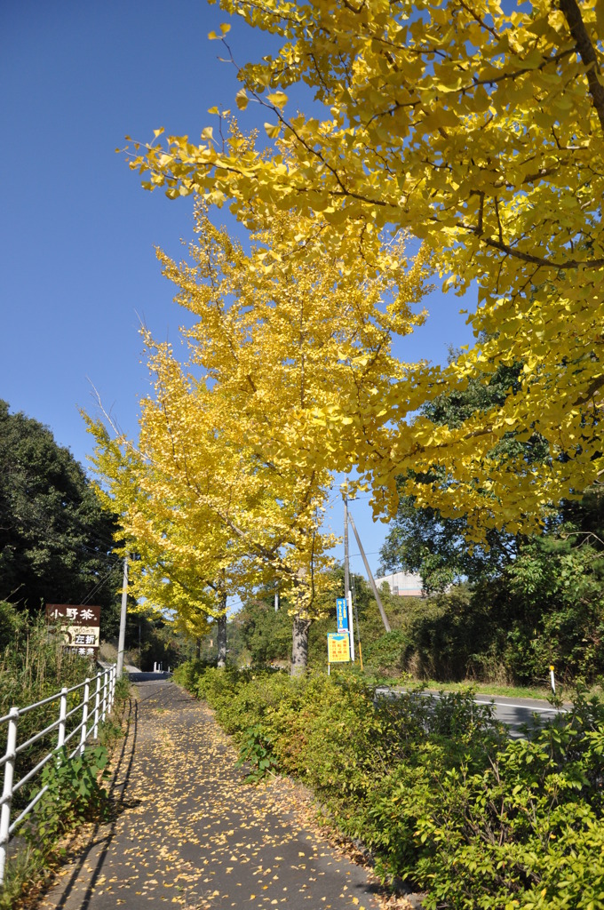 小野のイチョウ