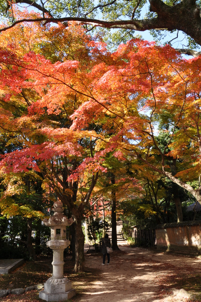 下関長府　覚苑寺の紅葉