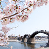 桜と錦帯橋
