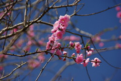 IMGP3966