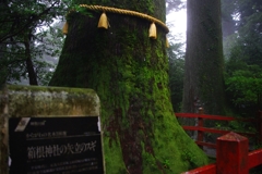 IMGP2193_1