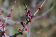 IMGP3959