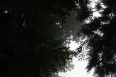 IMGP2195_1