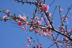 IMGP3965
