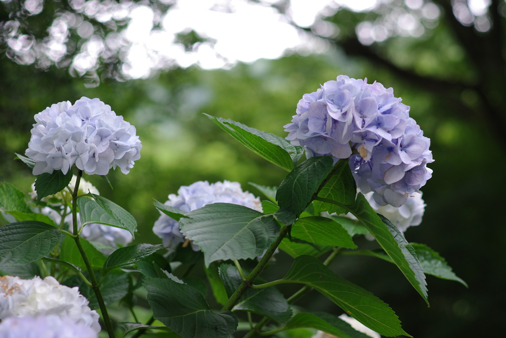 紫陽花