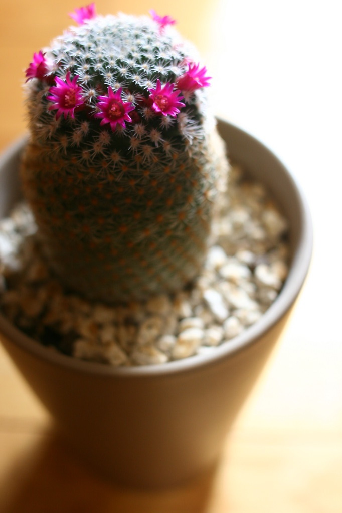 花冠