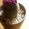 花冠
