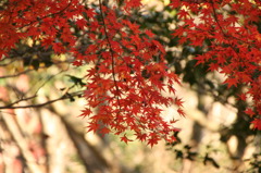 紅葉
