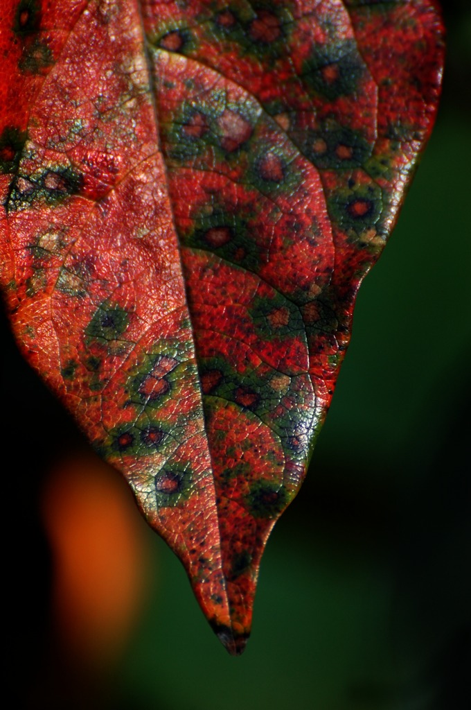 Autumn leaf