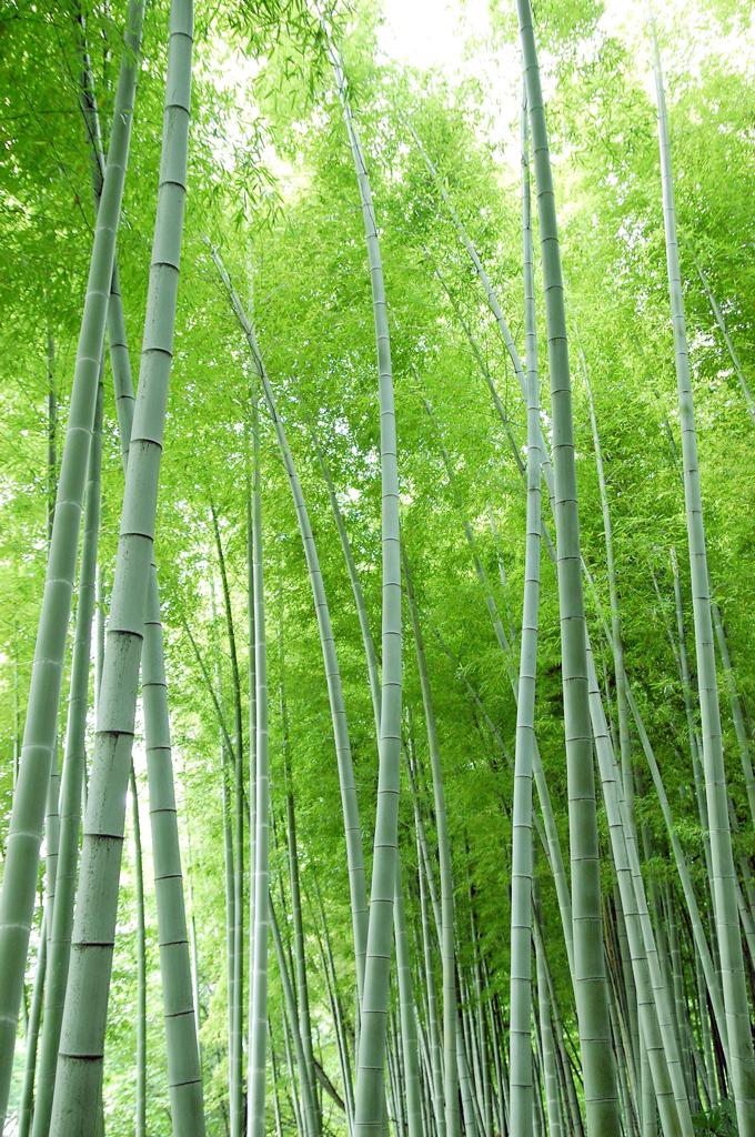 爽竹林