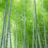 爽竹林
