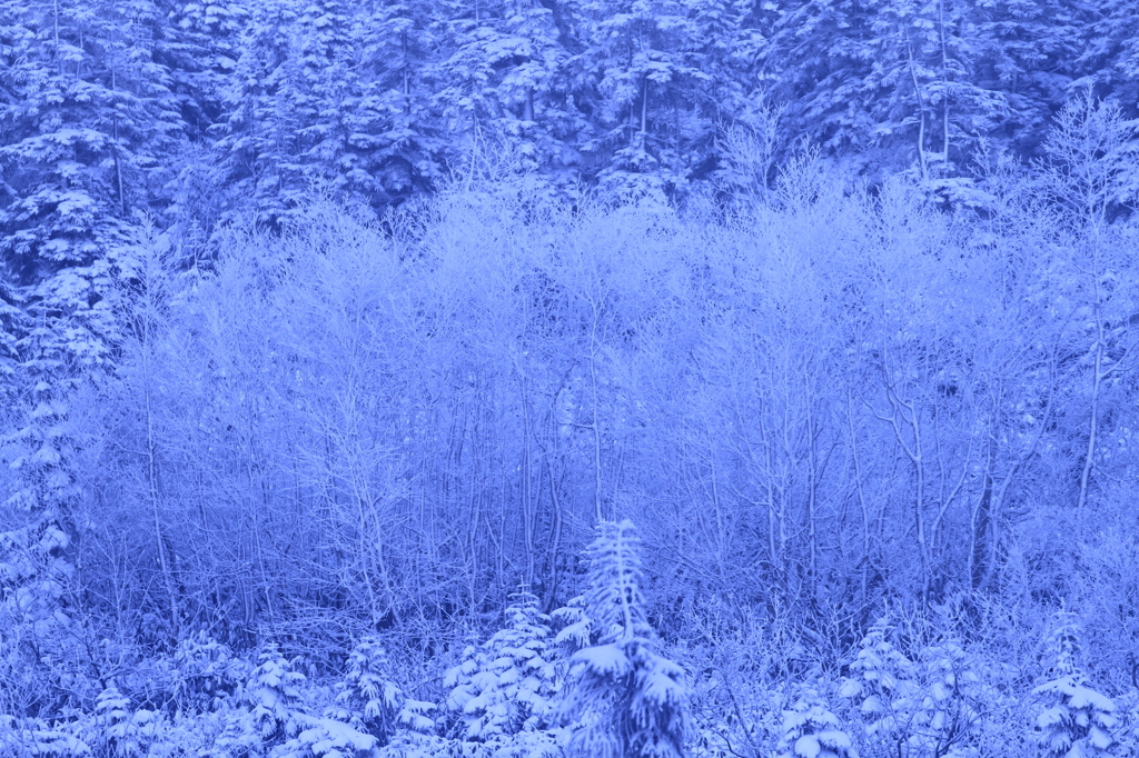 fairy snow