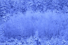 fairy snow