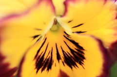 羽ばたく蝶？？