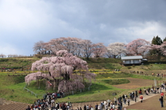 三春滝桜
