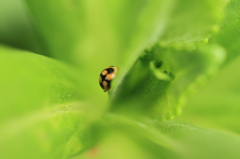 グリーンゾーン