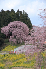 合戦場のしだれ桜