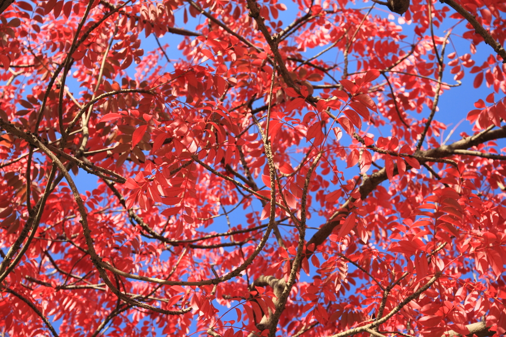 ciel rouge