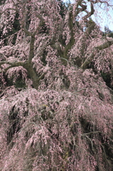 福田寺の糸桜