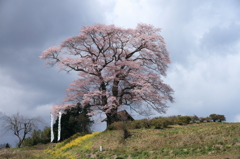 天神桜