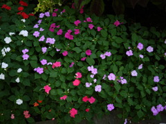 花