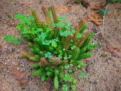 植物
