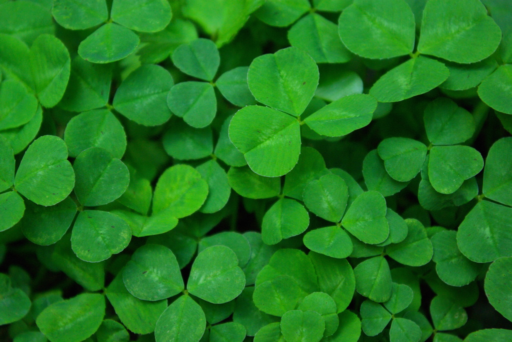 midori