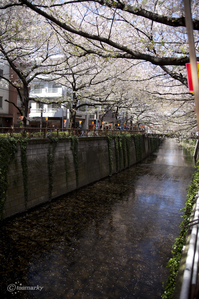 目黒川