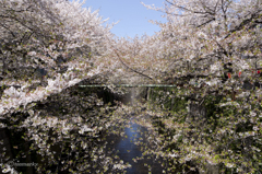 伸び過ぎ