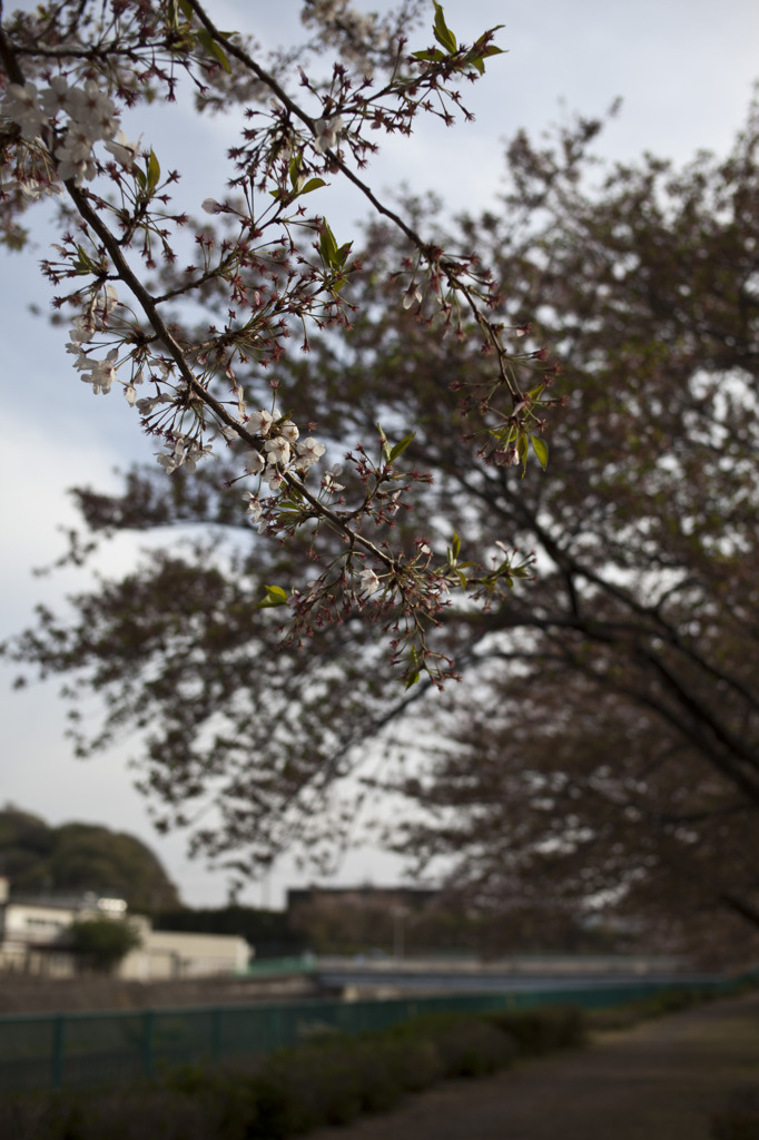 境川沿い