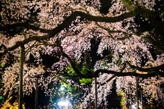 六義園のしだれ桜