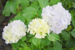 あじさいさん