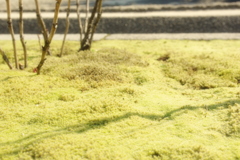 こけ