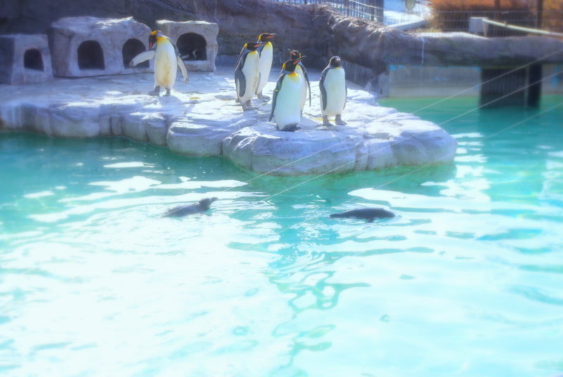 とびこみまえ