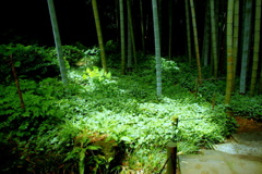 竹林のひかり