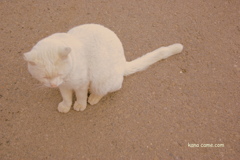 にゃん。