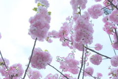 もふもふ