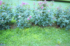frower