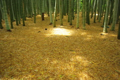 報国寺