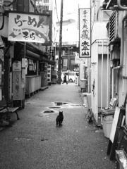 日本橋猫